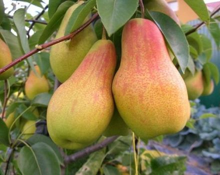 Beskrivelse og karakteristika for pæresorten Chudesnitsa, plantning og pleje