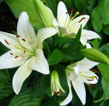 Description and characteristics of a snow-white lily, planting and care in the open field