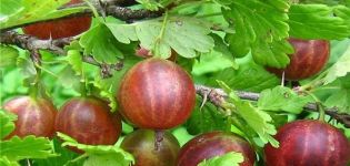Description and subtleties of growing Olavi gooseberries