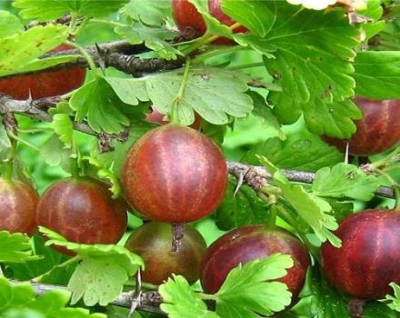 Beskrivelse og finesser af voksende Olavi stikkelsbær