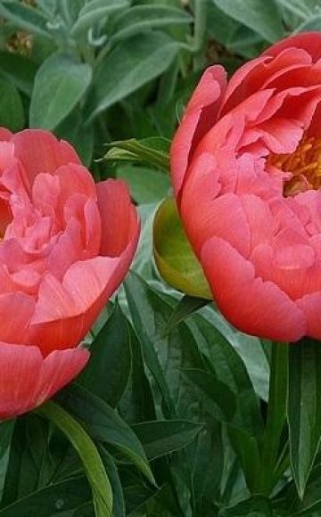Description of the 12 best varieties of coral peonies, planting and care rules