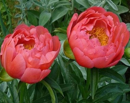 Description of the 12 best varieties of coral peonies, planting and care rules