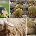 Cómo tratar ovejas de garrapatas y piojos, medicamentos y remedios caseros.