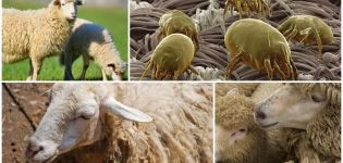 How to treat sheep from ticks and lice, drugs and folk remedies