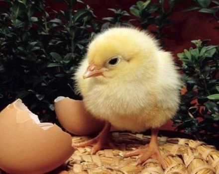 Recommendations, the better to feed day-old chicks at home