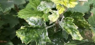 Causes de la floració blanca a les fulles de grosella, com processar i què fer per al tractament