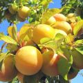 Description of the best varieties of yellow plum, planting, growing and care