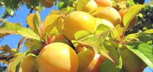 Beschrijving van de beste variëteiten van gele pruim, planten, groeien en verzorgen