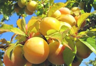 Description of the best varieties of yellow plum, planting, growing and care