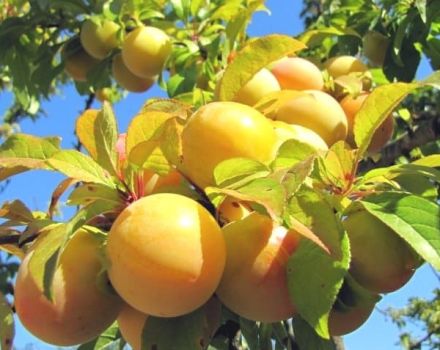 Beskrivning av de bästa sorterna av gul plommon, plantering, odling och skötsel