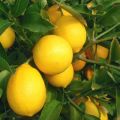 Description of Meyer's lemon and features of home care