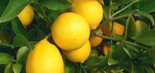 Meyer citrinos aprašymas ir priežiūros namuose ypatybės