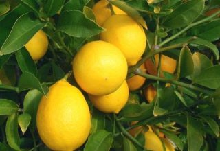 Popis Meyerovho citróna a vlastnosti domácej starostlivosti