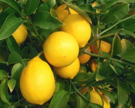 Descripción del limón de Meyer y características del cuidado en el hogar.