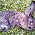 Symptome der Kokzidiose bei Kaninchen und Behandlung zu Hause, Prävention