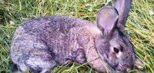 Mga sintomas ng coccidiosis sa mga rabbits at paggamot sa bahay, pag-iwas