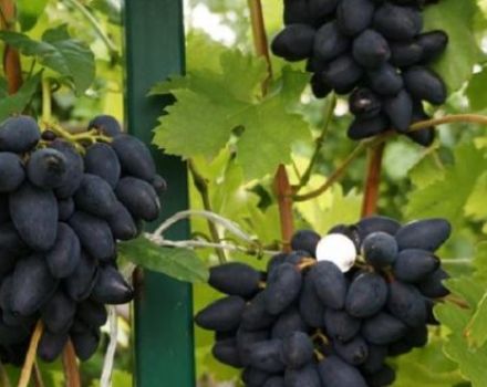 Description and characteristics of Viking grapes, pros and cons