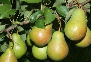 Description of the best varieties of pears for the Moscow region, self-fertile, undersized and resistant to diseases