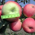 Obuolių veislės Prima charakteristikos, porūšių aprašymas, auginimas ir derlius