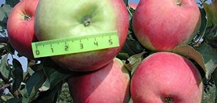 Merkmale der Apfelsorte Prima, Beschreibung der Unterart, Anbau und Ertrag