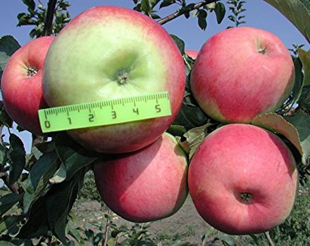 Características de la variedad de manzana Prima, descripción de subespecies, cultivo y rendimiento.