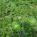 Ataman arbūzu šķirnes un F1 hibrīda apraksts, kādas ir atšķirības, slimības un augu kaitēkļi