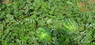 Kuvaus Ataman vesimelonilajikkeesta ja F1-hybridistä, mitkä ovat erot, taudit ja kasvintuholaiset