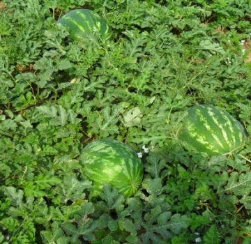 Beskrivning av Ataman-vattenmelonsorten och F1-hybrid, vilka är skillnaderna, sjukdomarna och växtskadedjur