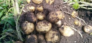 Popis odrůdy brambor Sorcerer, její vlastnosti a výnos