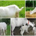 Las consecuencias de que la cabra se coma la placenta después del parto y el tratamiento de la placentofagia.