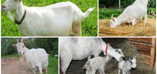 Die Folgen des Verzehrs der Nachgeburt durch die Ziege nach der Geburt und der Behandlung der Plazentophagie
