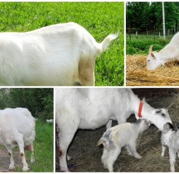 Gevolgen van het feit dat de geit na de bevalling de nageboorte en behandeling van placentofagie at
