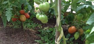 Description and characteristics of tomato varieties Kapia pink