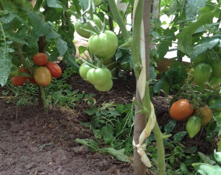 Popis a vlastnosti rajčatových odrůd Kapia růžová