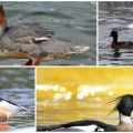 Paglalarawan ng mga species at katangian ng merganser duck, kung ano ang kinakain at pamumuhay