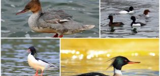 A merganser kacsa fajai és tulajdonságai, étkezése és életmódja