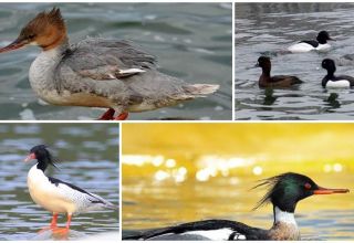 Description of the species and characteristics of merganser ducks, what they eat and lifestyle