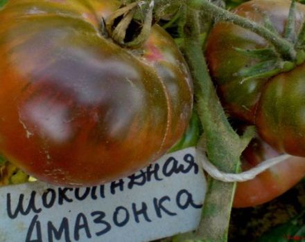 Beskrivelse af tomatsorten Chocolate Amazon, dens egenskaber og udbytte