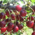 Descrizione della varietà di ciliegie Griot Moskovsky e caratteristiche di resa, semina e cura
