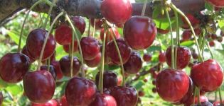Vyšnių veislės „Griot Moskovsky“ aprašymas ir derliaus, sodinimo ir priežiūros ypatybės