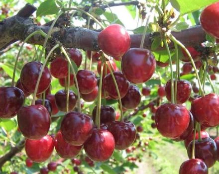 Beskrivelse af variationen af ​​kirsebær Griot Moskovsky og karakteristika ved udbytte, plantning og pleje