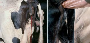 Types and symptoms of endometritis in cows, treatment regimen and prevention