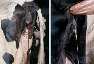 أنواع وأعراض التهاب بطانة الرحم في الأبقار ونظام العلاج والوقاية