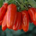 Egenskaber og beskrivelse af tomatsorten Red Icicle