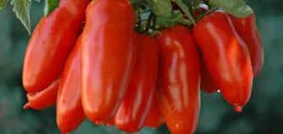 Đặc điểm và mô tả giống cà chua Red Icicle