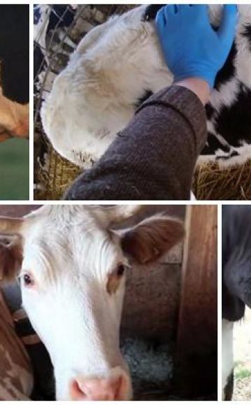 Causes i signes d’un abscès en una vaca, tractament i prevenció de bestiar
