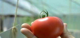 Características y descripción de la variedad de tomate Fifty