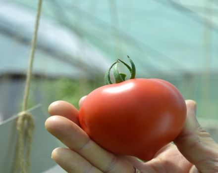Charakteristiky a opis odrody paradajok