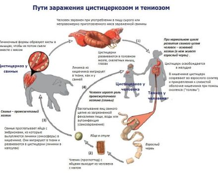 Where is the causative agent of cysticercosis in cattle localized, symptoms and treatment