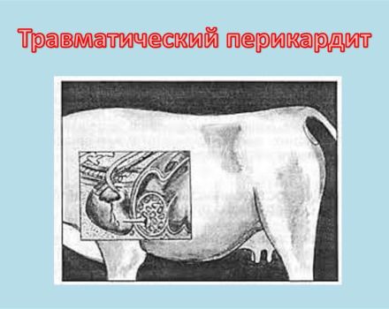 Símptomes de la pericarditis traumàtica i per què es produeix, tractament del bestiar